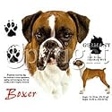 Boxer/Uncropped 11 Adult T-Shirt