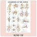 Anatomical Charts - Basic Anatomy, Muscular System Chart (English) - Model 816902