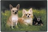 Chihuahuas In Path Indoor/Outdoor Doormat Rug Mat