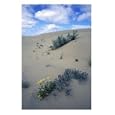 Wildflowers in Great Kobuk San Dunes, Kobuk Valley National Park, Alaska, USA Photographic Poster Print by Hugh Rose, 18x24