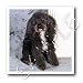 poodle34 - Black and white Toy Poodle 10x10 Iron On