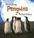 Watching Penguins in Antarctica (Wild World)