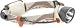 Petzl Myolite Xenon Headlamp #E31-P