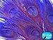5 Pieces – Eggplant Bleached & Dyed Peacock Tail Eye Feathers 10-12” Long Halloween Craft Supply | Moonlight Feather