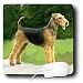 terrier3 - Dogs Airedale Airdale Terrier Mouse Pads