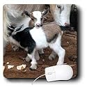 Farm Animals - Pygmy goat family - Mouse Pads