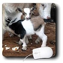 Farm Animals - Pygmy goat family - Mouse Pads