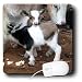 Farm Animals - Pygmy goat family - Mouse Pads