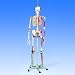 Super Skeleton Sam on Hanging Stand