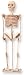 3-D Wooden Puzzle - Human Skeleton -Affordable Gift for your Little One! Item #DPUZ-1101