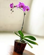 Orchid Affair - Purple