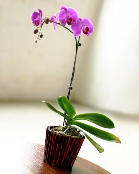 Orchid Affair - Purple