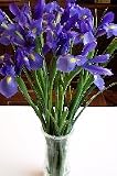 Simply Irises
