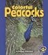 Colorful Peacocks (Pull Ahead Books)