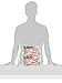 Brach's Gummy Candy Peppermint Creme Candy Canes 18 oz Bag (Pack of 2)