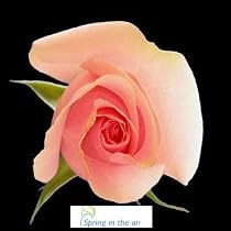 Two Dozen Long Stem Pink Fresh Roses.