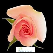 Floral 2 Dozen Long Stem Pink Fresh Roses.