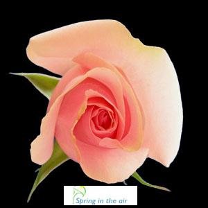 2 Dozen Long Stem Pink Fresh Roses.