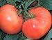 Amana Orange Tomato 25 Seeds