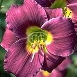 Daylily (Hemerocallis) Barbary Corsair {25 Bare Root plants, $3.07 each plant}