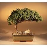 Juniper Bonsai Tree