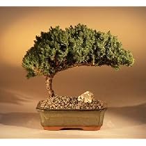Juniper Bonsai Tree