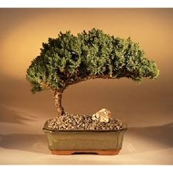 Juniper Bonsai Tree
