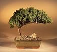 Juniper Bonsai Tree From Bonsai Boy