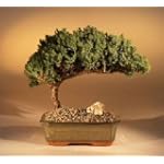 Juniper Bonsai