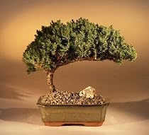 Juniper Bonsai Tree From Bonsai Boy