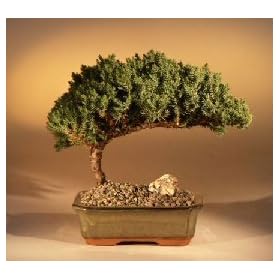 Bonsai Boy's Juniper Bonsai Tree - MediumJuniper Procumbens "nana"