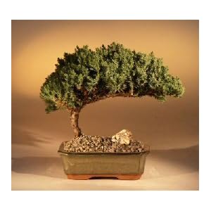 Juniper Bonsai Tree
