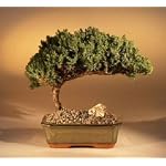 Juniper Bonsai Tree