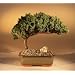 Juniper Bonsai Tree From Bonsai Boy