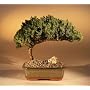 Juniper Bonsai Tree From Bonsai Boy