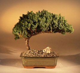 Juniper Bonsai Tree