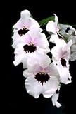 Miltoniopsis Lillian Nakamoto orchid