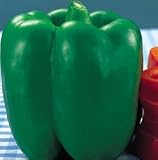 Pepper Seeds - Pepper Park's Whopper Improved Hybrid