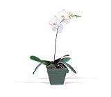Teleflora