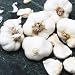 Garlic Bulbs - Inchelium Red Softneck
