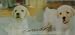 Venom Nintendo Licensed Nintendogs Labrador Graphic Skin for DS Lite (Nintendo DS)