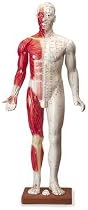 Model - Acupuncture - Deluxe