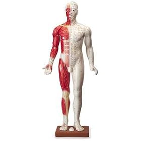Model - Acupuncture - Deluxe