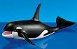 Orca Whale