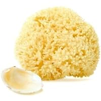 Natural Wool Sea Sponge - 4-5 Inch