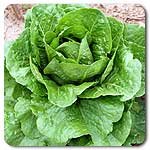 100% Certified Organic: Parris Island Lettuce - B002ATAMRA