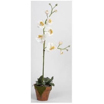 Nearly Natural 4057-CR Phalaenopsis with Moss Pot Silk Orchid Plant Cream