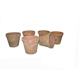 Greenhouse Collection Small Peale Pots (Set of 6) by 