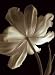 Champagne Tulip II - Artist: Charles Britt - Art Print Poster - With a Black Wood Frame - Image Size: 18.00 by 24.00 inches Art Print Poster - With a Black Wood Frame Image