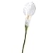 Factory Direct Craft Group of 6 lovely White Iridescent Calla Lily Stems for Arranging, Crafting and Embellishing